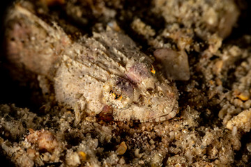 The surprising underwater world of the Indian and Pacifical Oceans