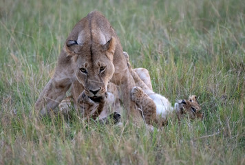 lioness and her cub