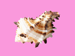 Sea shell isolated on a pink background