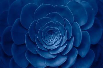 Plante succulente de couleur bleue tendance.
