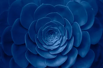 Fotobehang Nachtblauw Vetplant in trendy blauwe kleur.