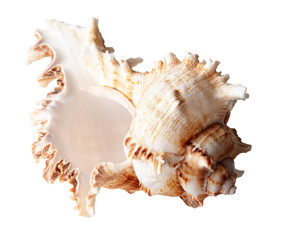 Sea shell isolated on a white background