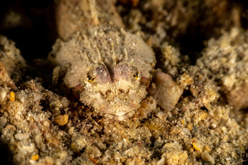 The surprising underwater world of the Indian and Pacifical Oceans