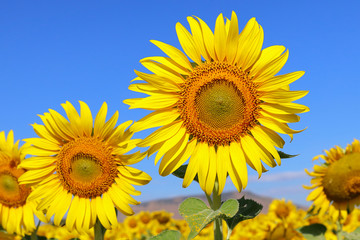 Beautiful sunflower blooming in the field.