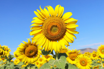 Beautiful sunflower blooming in the field.