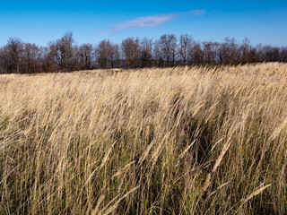 Autumn meadow in the mountain. In the background - a mountain range. Tall yellow grasses move in the wind.