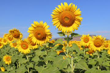 Beautiful sunflower blooming in the field.
