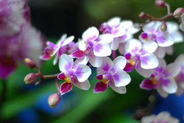 Fototapeta na wymiar Beautiful Blooming Phalaenopsis Sanderiana Orchid
