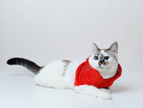 Cute blue-eyed cat in red Christmas hoodie jacket with fur lies on a white background. Free space, isolated