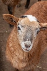 sheep living on a farm, are in special pens