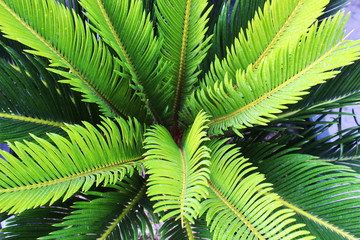 Green palm leaves as a background