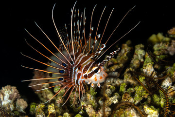 The surprising underwater world of the Indian and Pacifical Oceans