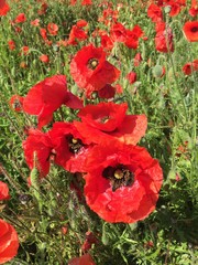 Poppy  Field