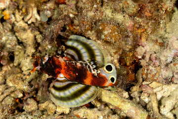 The surprising underwater world of the Indian and Pacifical Oceans