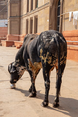 Holy cow or buffalo female drinking water of the ganges from a little metallic urn comebody put there for her.