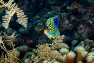 The surprising underwater world of the Indian and Pacifical Oceans