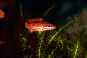 The surprising underwater world of the Indian and Pacifical Oceans