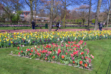 tulips in the park