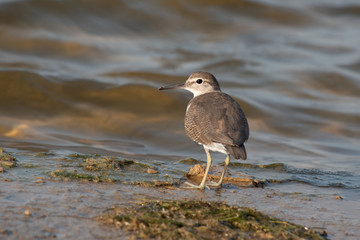 Closeup of Common Sandpiper photographed in Kutch 