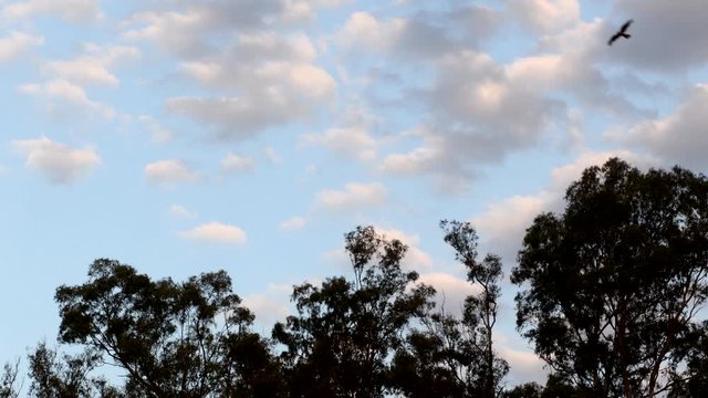 Chimango caracaras (Milvago chimango) fly over eucalyptus trees against a cloudy sky a dusk.