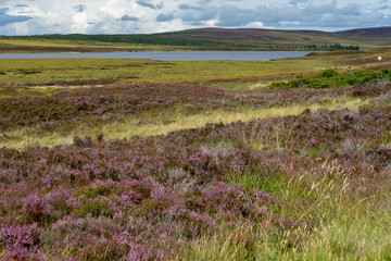 Plakat Countryside at Lochindorb