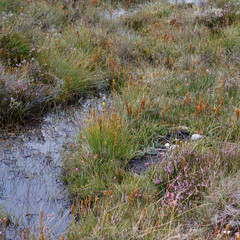 Vegetation at Lochindorb