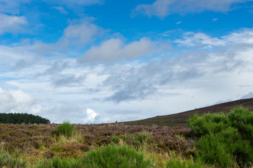 Heather near Lochindorb