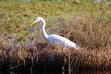 Silberreiher (Ardea alba)