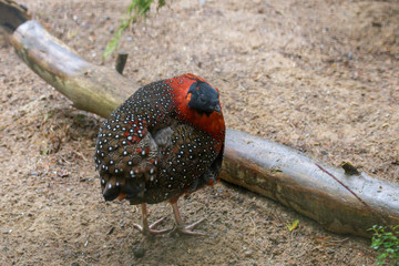 Satyr Tragopan (Tragopan satyra)