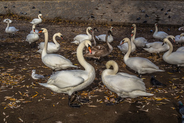 Ducks and swans swim in the Vltava river 
