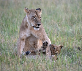 lion cub biting mums leg