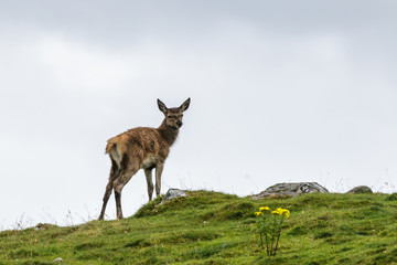 Red Deer (Cervus elaphus)