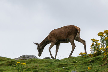 Red Deer (Cervus elaphus)