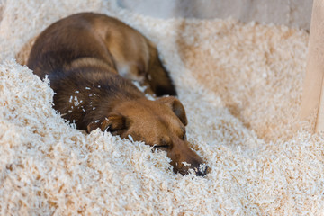 The dog sleeps on sawdust. Ginger dog is sleeping.