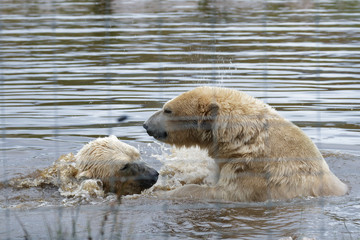 Polar Bear (Ursus maritimus)