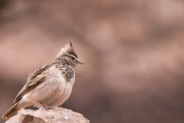 sparrow on a branch