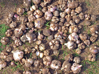 Harvested garlic