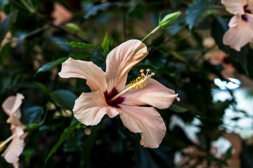 Hibiskus rosa-sinensis, Malvaceae © Light