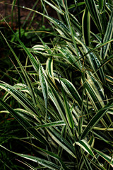 green grass in the garden