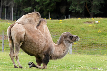 Bactrian Camel (Camelus bactrianus)