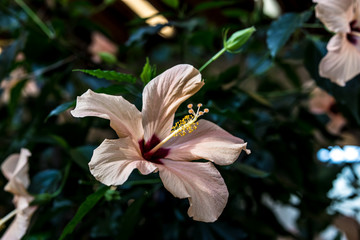 Hibiskus rosa-sinensis, Malvaceae © Light
