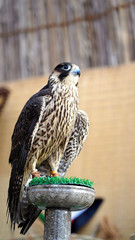 hawk in flight