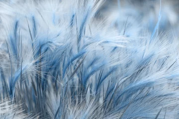 Gras in klassischem Blau getönt. Farbe des Jahres 2020. Buntes Konzept. © kseniaso