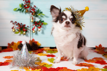 Fototapeta na wymiar Adorable chihuahua dog wearing a New Year conical hat with maple leaves on festive background concept. Happy New Year 2020, Merry Christmas, holidays and celebration.