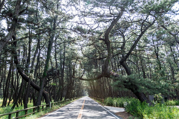 Fototapeta premium 佐賀県唐津市 虹ノ松原の風景