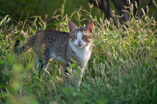 Closeup of cat sitting in wild grass