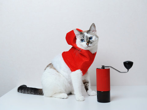 Cute blue-eyed cat in red Christmas hoodie on a white background. With manual coffee grinder. Free space, isolated