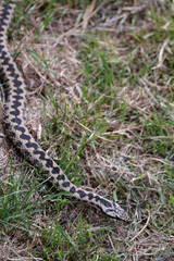 Common European Adder (Vipera berus)