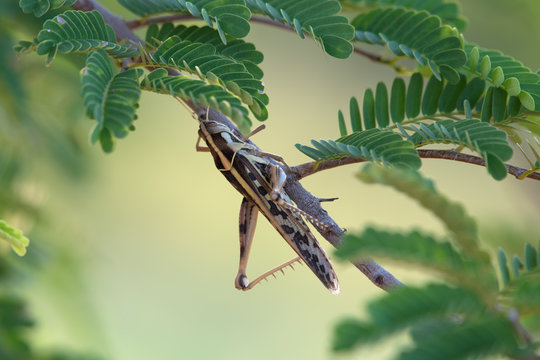 Closeup of  Brown-spotted Locust photographed in Kutch
