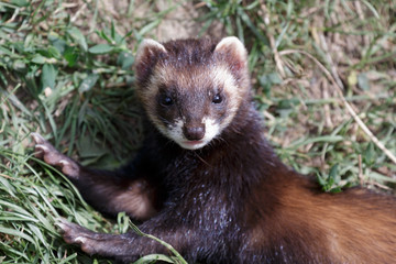 Fototapeta premium European Polecat (mustela putorius)